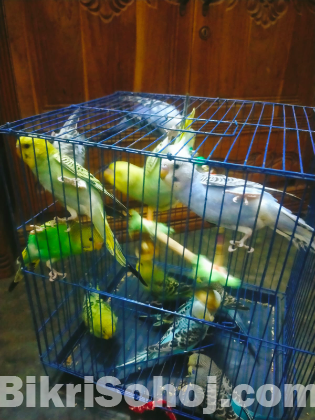 বাজিগর পাখি